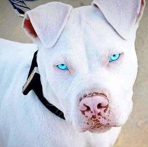 Meet your Posher, Keira